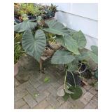 Potted Regal Shields Alocasia