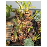 Potted Plants