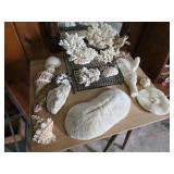 Coral / Shell Collection