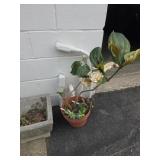Potted Plant
