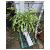 Potted Plant