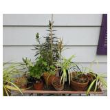 Potted Plants