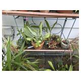 Potted Plants