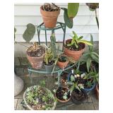 Various Potted Plants (Stand Not Included)