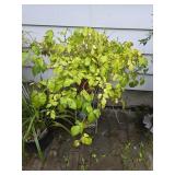 Potted Plant w/ Stand