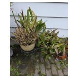 Potted Plants w/ Stand