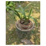 Potted Plant w/ Stand