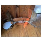 Mounted Moose Antlers