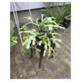 Potted Plant w/ Stand