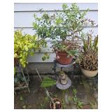Potted Plants w/ Stand