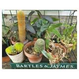 Various Potted Plants (Stand Not Included)