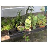 Potted Plants