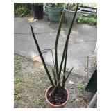 Sansavieria Plant