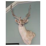 Fallow Deer Shoulder Mount Taxidermy