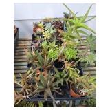 Potted Plants