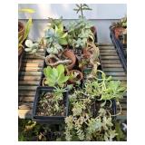 Potted Plants