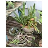 Potted Plants