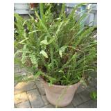 Potted Fern
