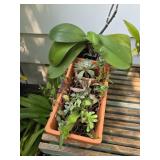 Potted Plants