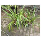 Potted Plants
