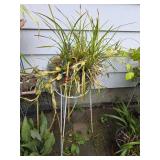 Potted Plant w/ Stand
