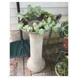 Bird Bath w/ Sedum