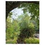 Hanging Plants w/ Aluminum Hangers