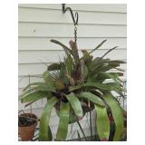 Hanging Planter w/ Neoregelia