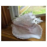 Large Queen Conch Shell