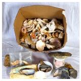Large Group of Seashells, Natural Stone Specimen +