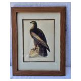 Bald Eagle Audubon Print