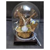 Taxidermy Graphium Doson Jay Butterfly In Glass