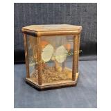 Taxidermy Great Orange Tip Butterfly Hebomoia
