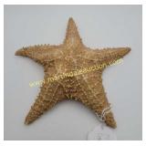 Large Natural Dried Spiny Sea Star / Statfish