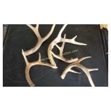 Box Of Mix Small Antlers