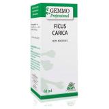 NEW Ficus carica 60 ml