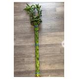 Live 36-42ï¿½ Pig Tail Curl Lucky Bamboo