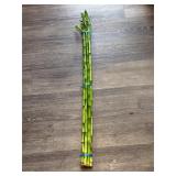 Live 36-42ï¿½ Straight Lucky Bamboo