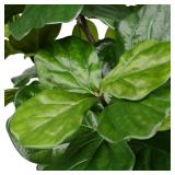 New $128 NEW Vickerman 48-in Green Indoor...