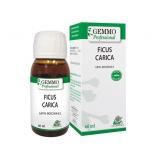 NEW 3pk Ficus Carica Gemmotherapy Herbal Medicin