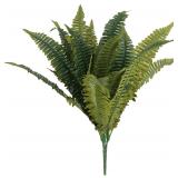 Boston Fern Bush Fern Collection by Ashland