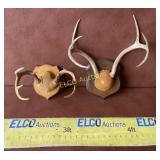 2- Antler Mounts on Plaques,