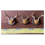 3- Antler Mounts on Plaques,