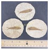 3- Small Fish Fossils