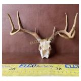 9-Point European Mount