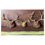 3- Sets of Antlers Mounted on Plaques,