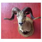 Corsican Sheep Shoulder Mount on Plaque