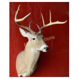 8-Point Whitetail Shoulder Mount