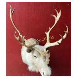 Rare 18Pt  Albino Caribou Shoulder Mount, In Great