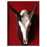 Nilgai Euro Mount, King Ranch